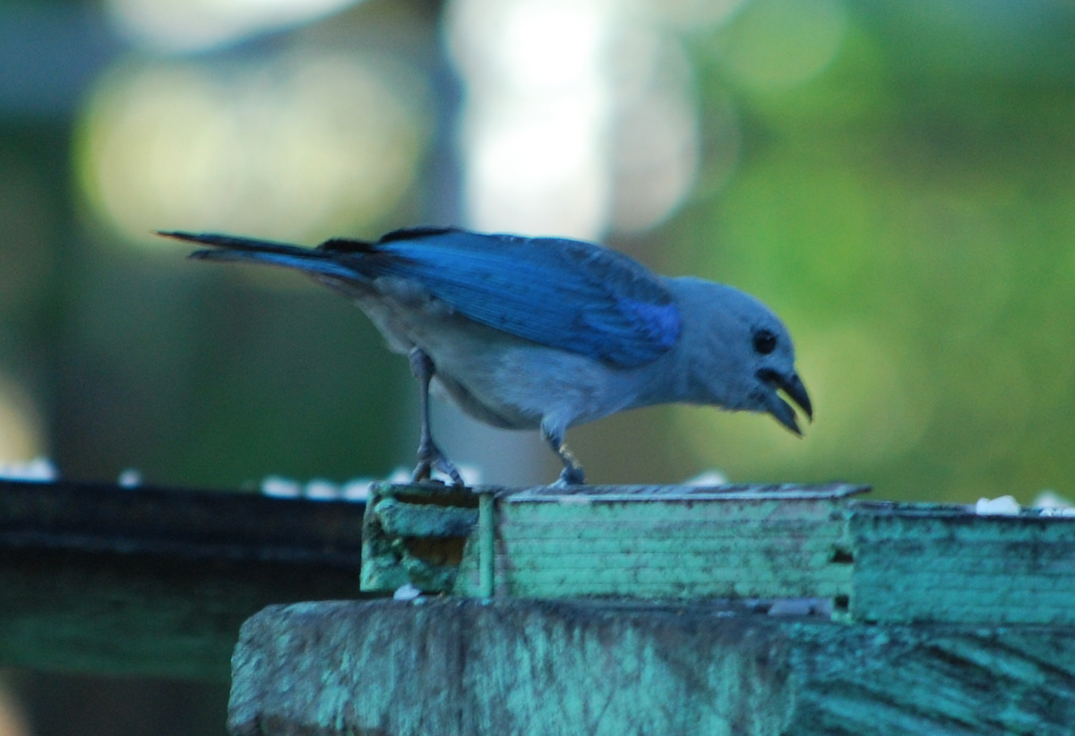 Blue-gray Tanager - Daniel Hoops