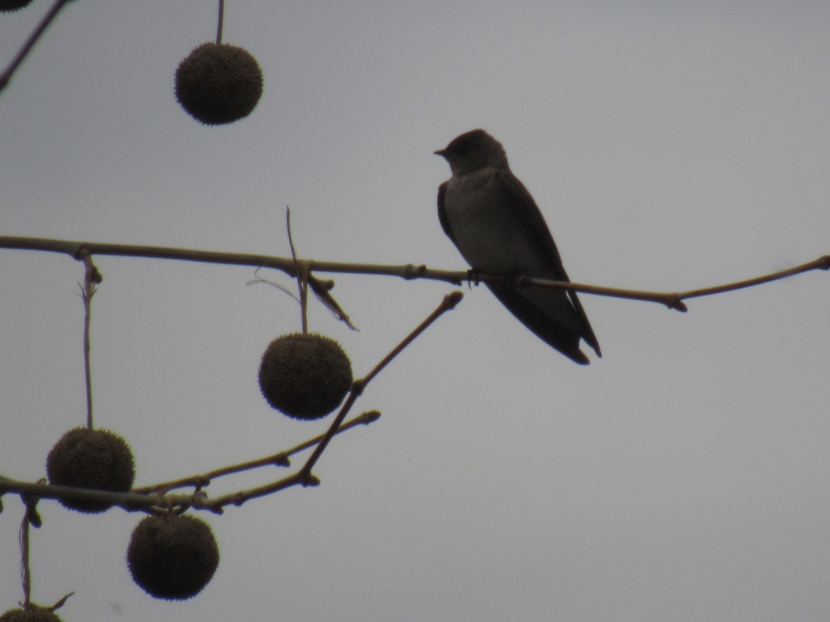 Northern Rough-winged Swallow - ML94186031