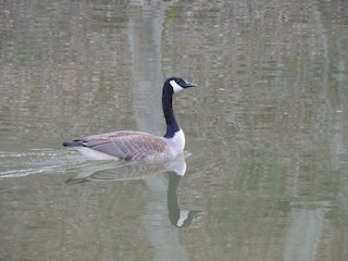 Canada Goose, ML94187261