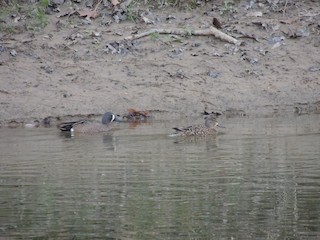 Blue-winged Teal, ML94187671