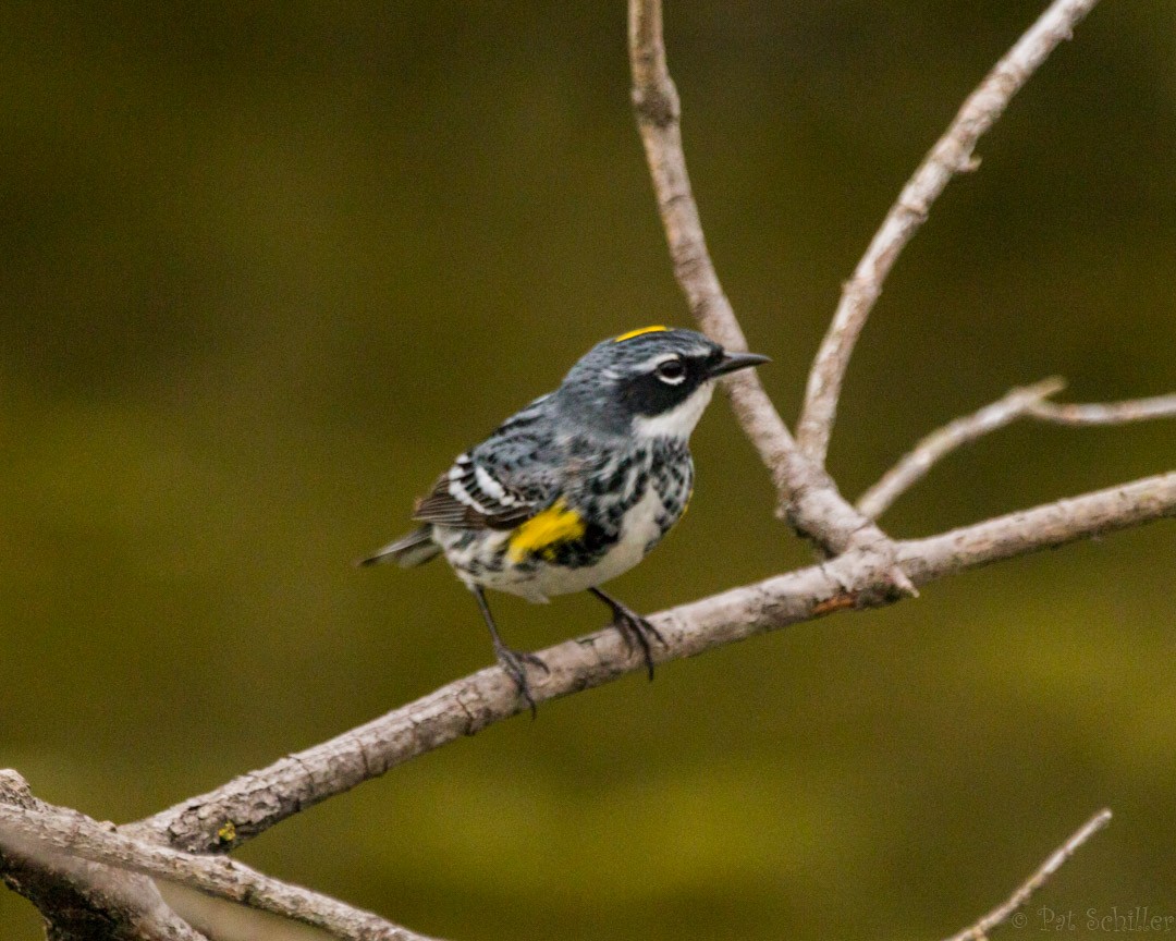 Yellow-rumped Warbler (Myrtle) - Pat Schiller