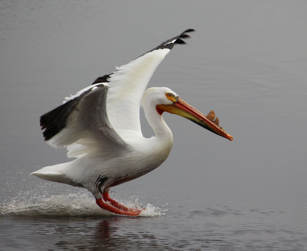 pelikán severoamerický - ML94190831