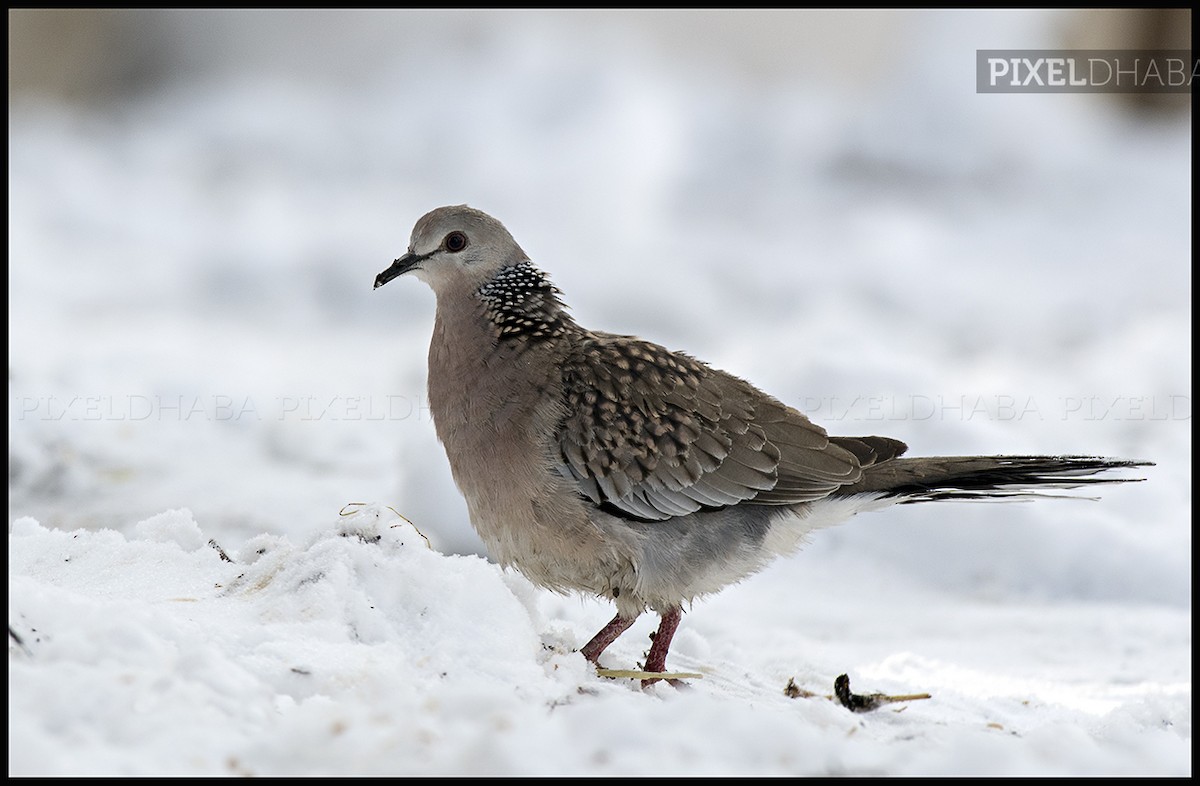 Spotted Dove - ML94191581