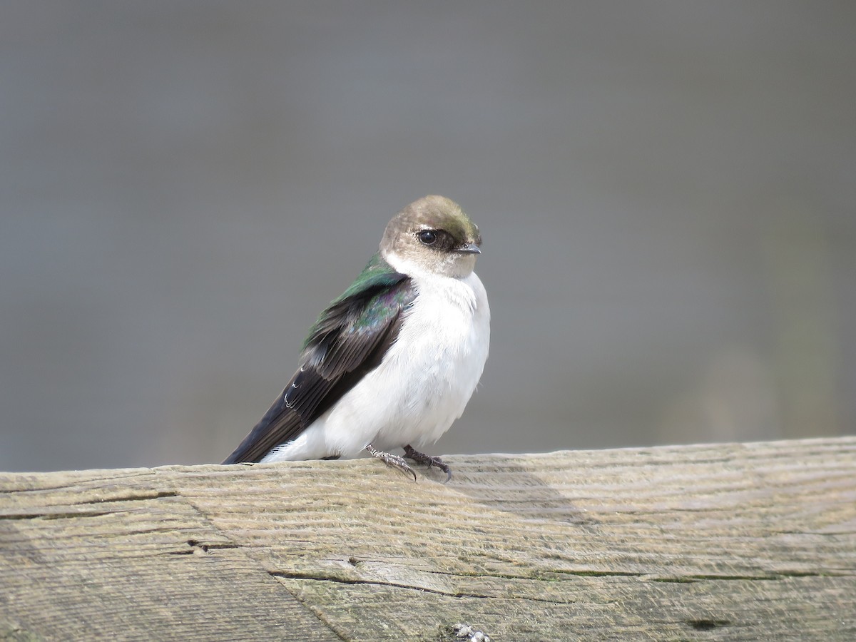Violet-green Swallow - Edward James Gronning