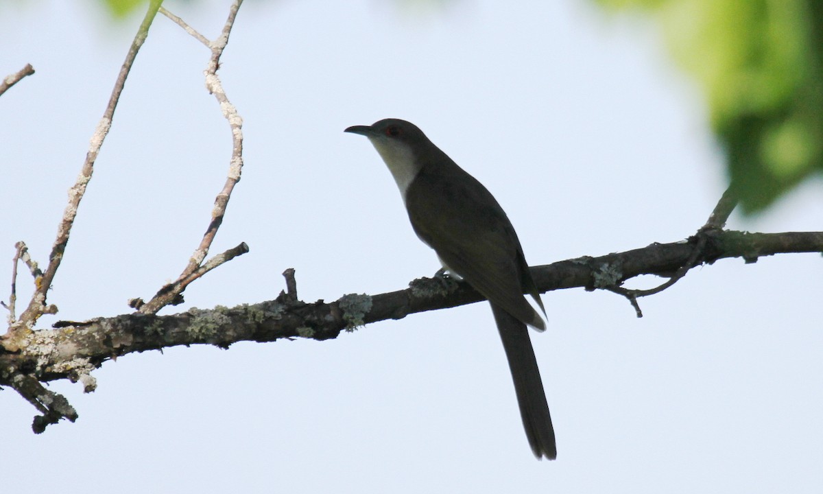 Black-billed Cuckoo - ML94192971
