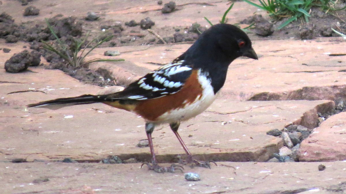 Spotted Towhee - ML94193541