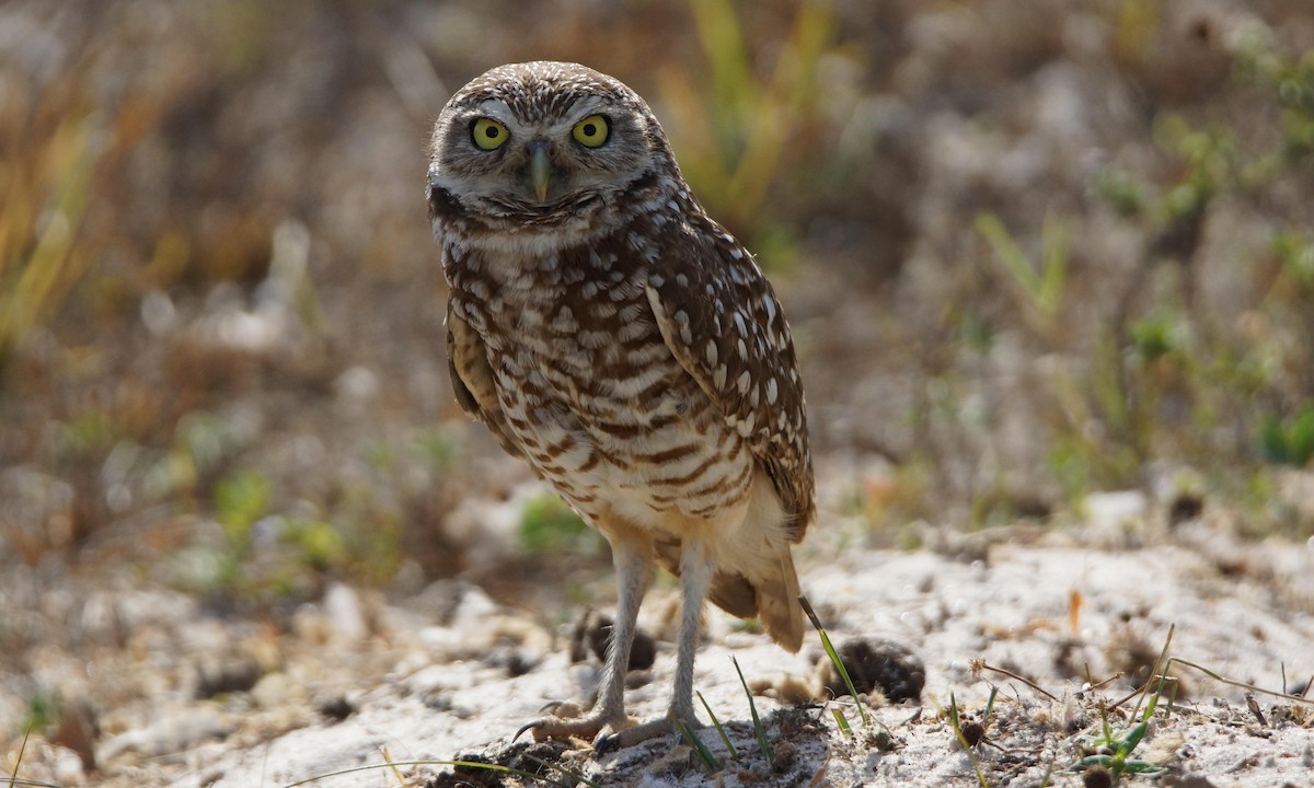 Burrowing Owl - Steve Percival