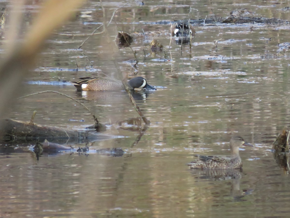 Blue-winged Teal - ML94198791