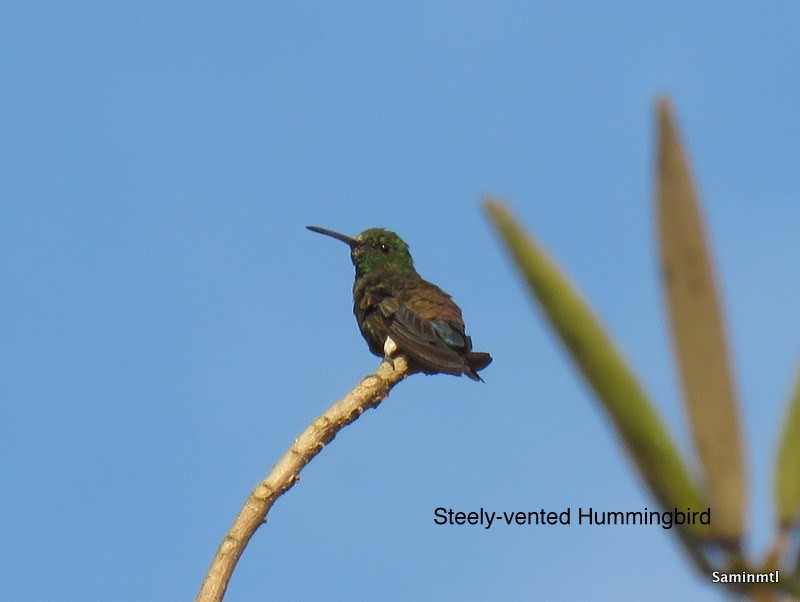 Blue-vented Hummingbird - Sheila McCarthy