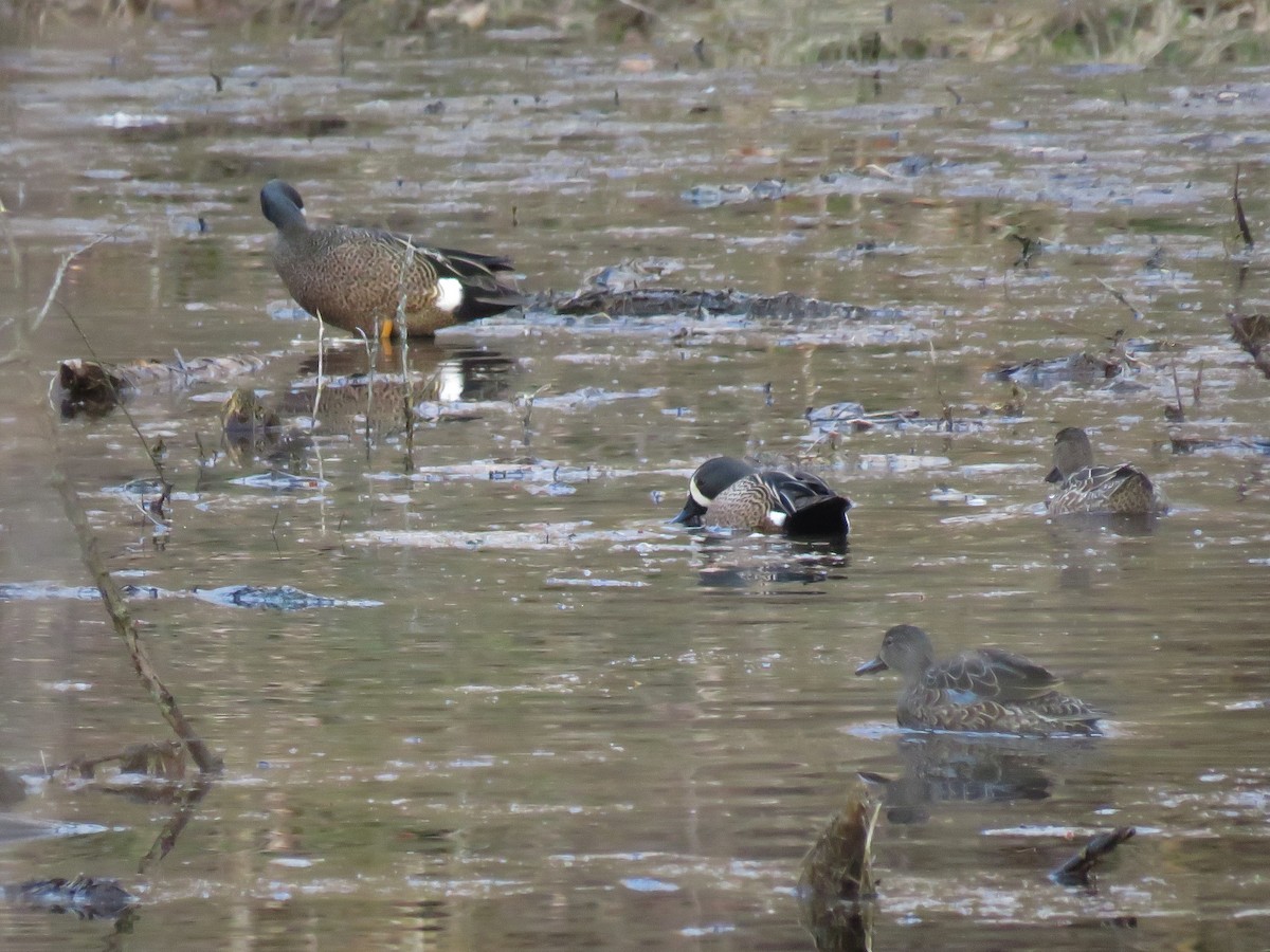 Blue-winged Teal - ML94199031