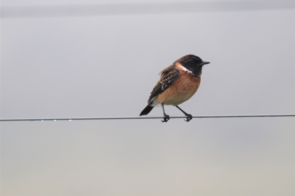 African Stonechat (African) - Doug Kibbe