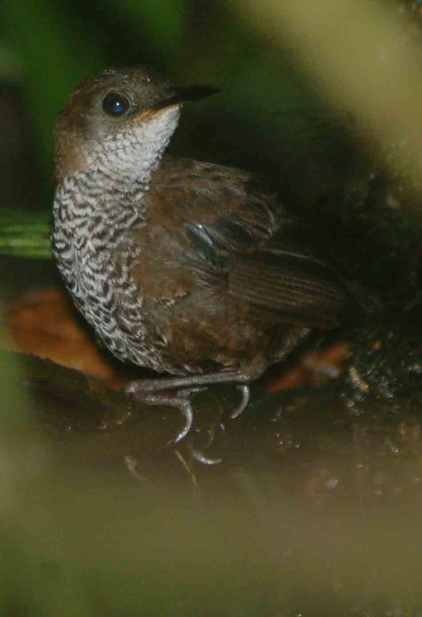 Scaly-breasted Wren (Scaly) - ML94199741
