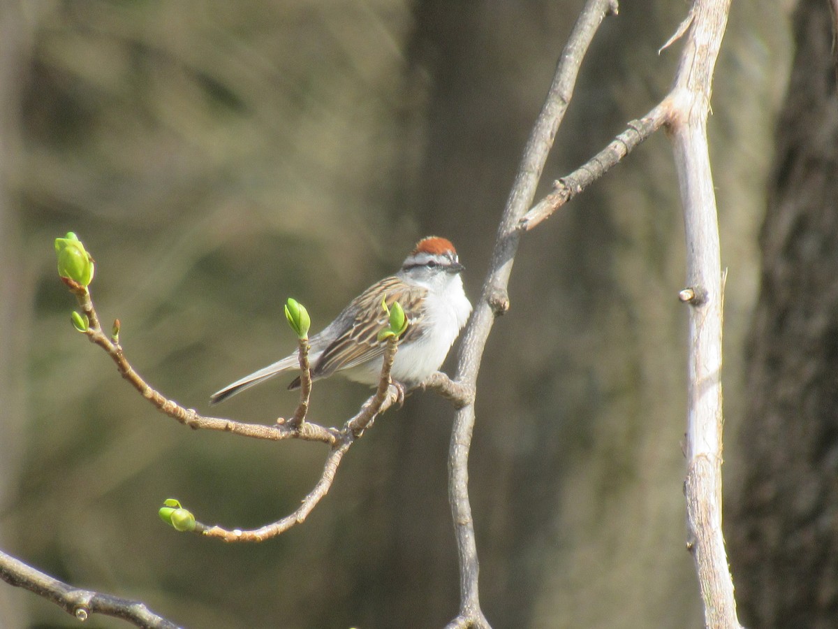 Chipping Sparrow - ML94199771