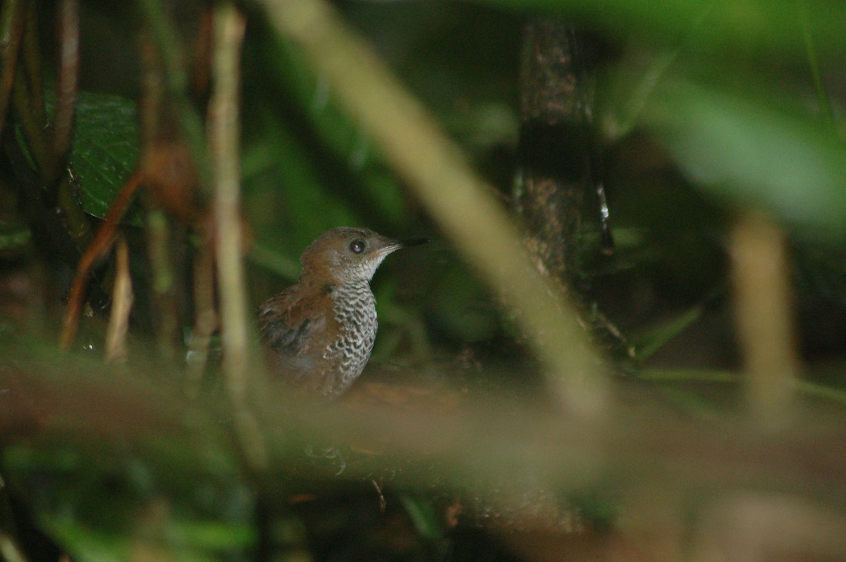 Scaly-breasted Wren (Scaly) - ML94199781