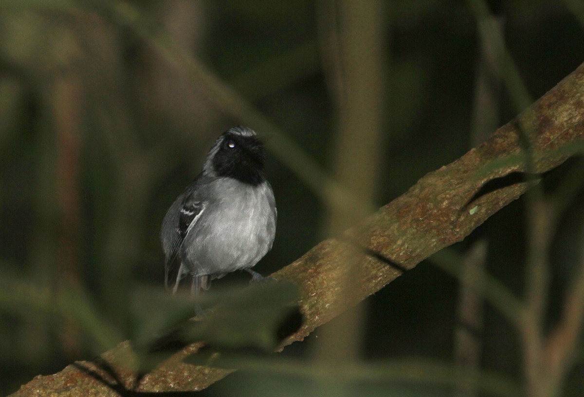 Black-faced Antbird - ML94199821