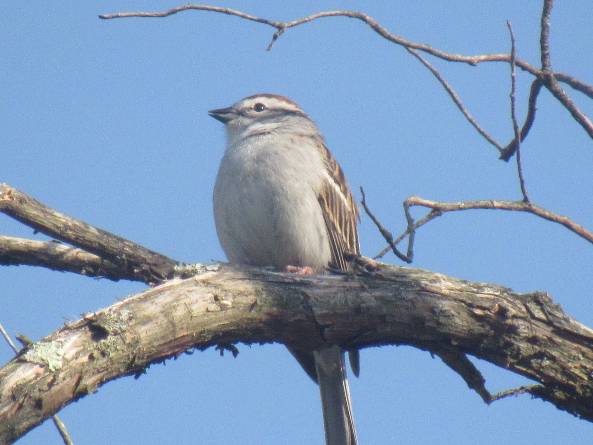 Chipping Sparrow - ML94199861