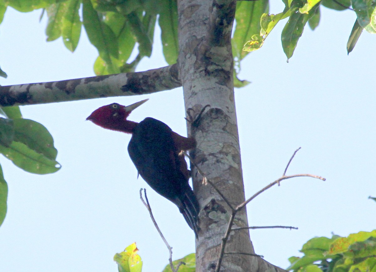 Red-necked Woodpecker - Stephen Gast