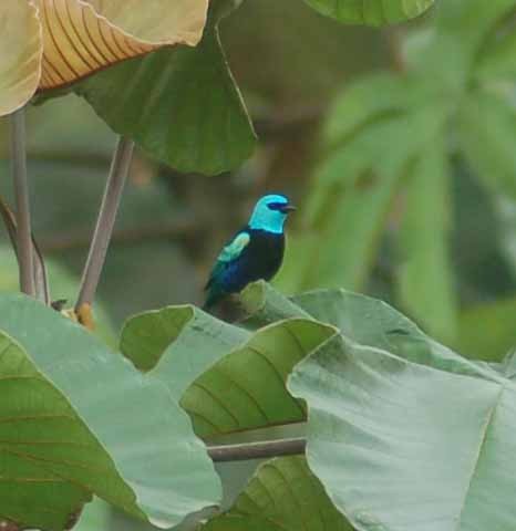 Blue-necked Tanager - ML94200141