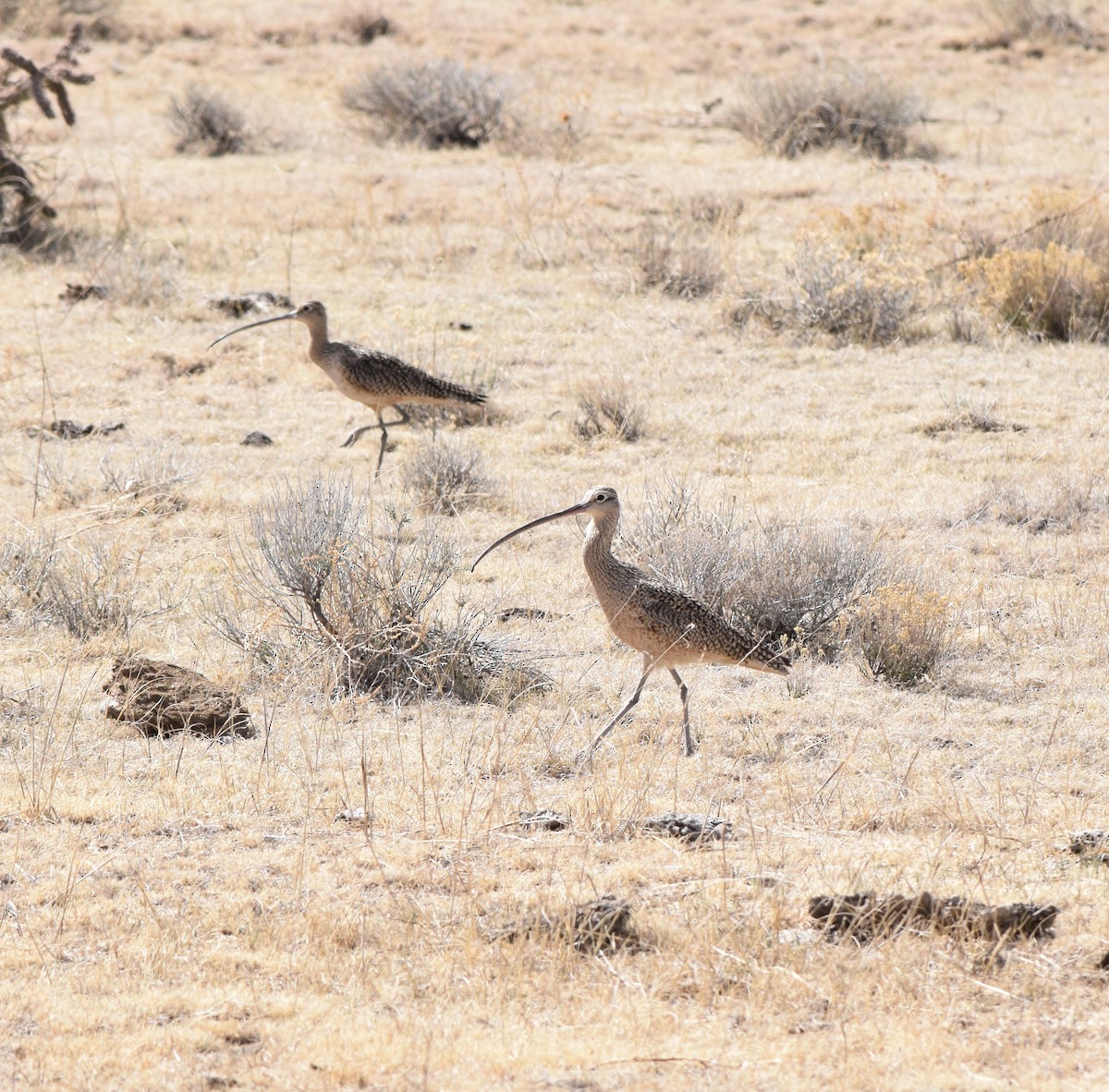 Long-billed Curlew - ML94200191