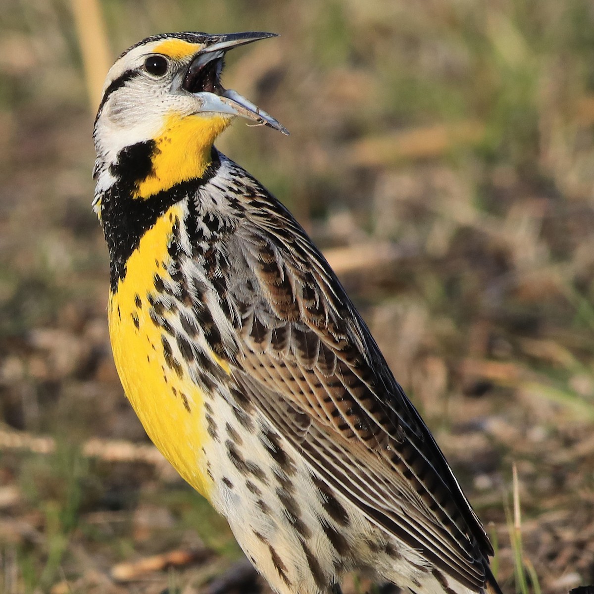Eastern Meadowlark - Christopher Young