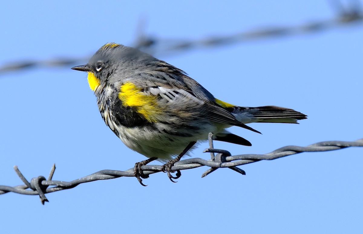Yellow-rumped Warbler (Audubon's) - David Zittin