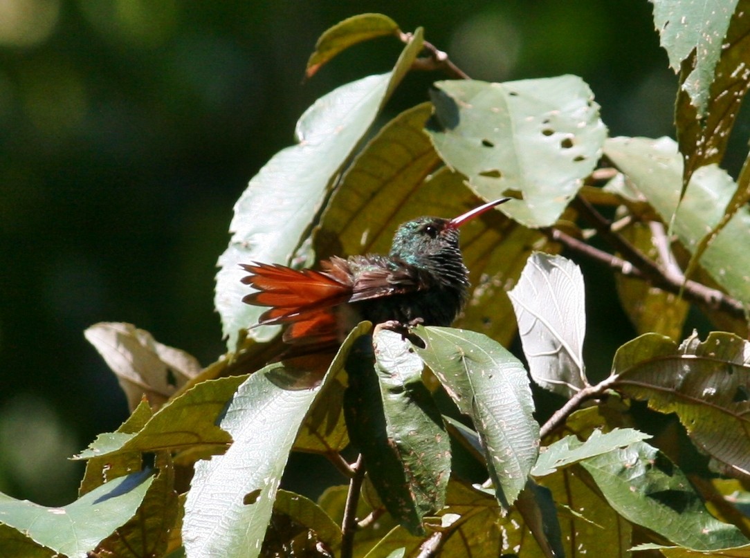 Rufous-tailed Hummingbird - Tom Benson