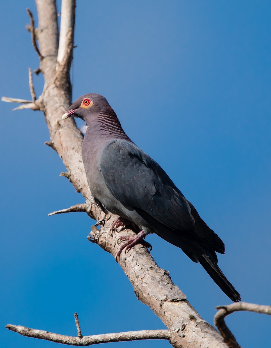 Scaly-naped Pigeon - jose santiago