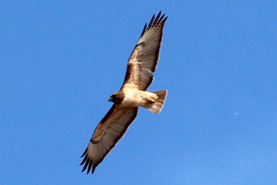 Red-tailed Hawk - ML94207561