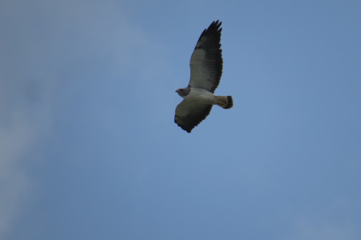 White-tailed Hawk - Bryant Olsen
