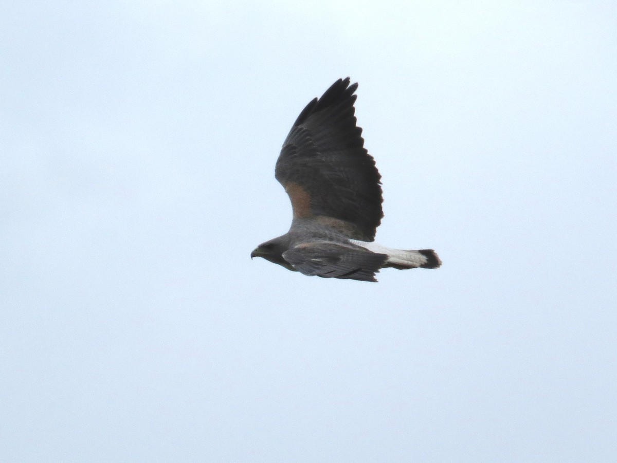 White-tailed Hawk - Bryant Olsen