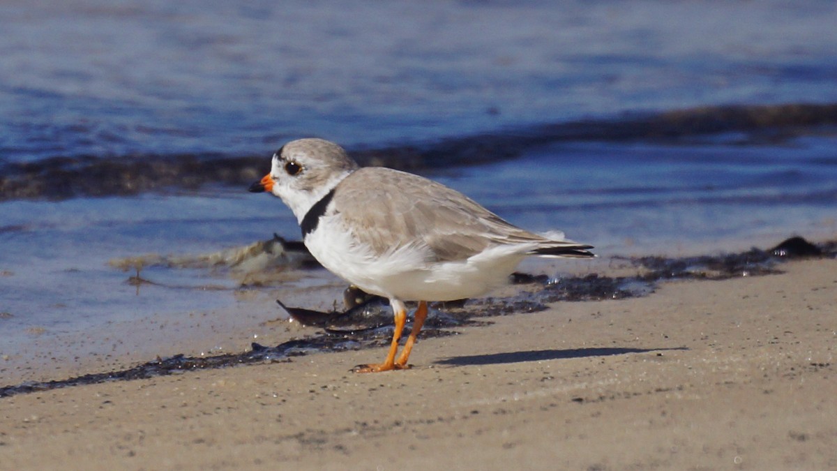 Piping Plover - ML94209991