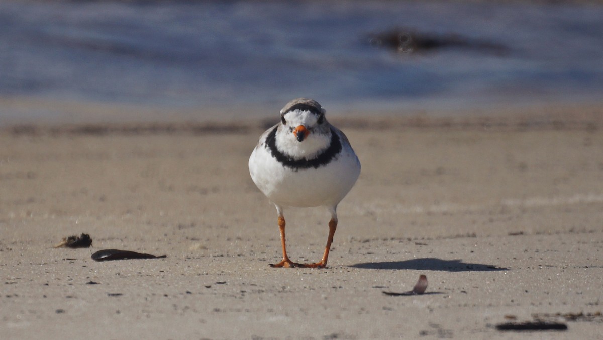 Piping Plover - ML94210021