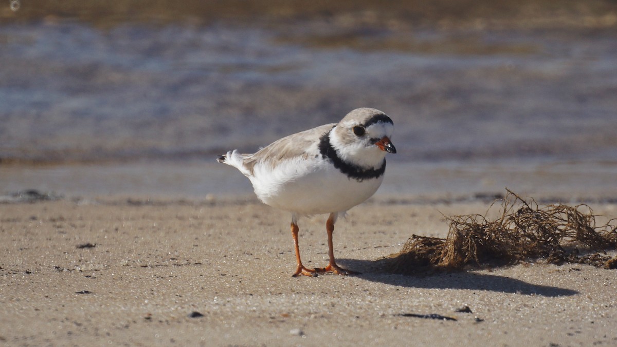 Piping Plover - ML94210041