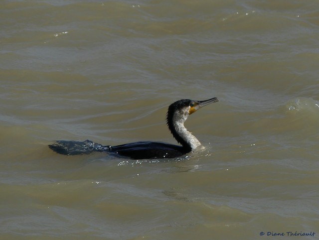 Great Cormorant (White-breasted) - ML94210981