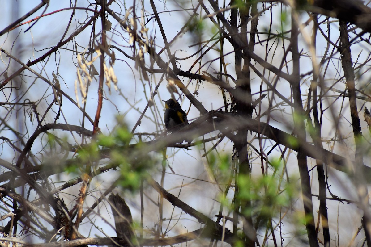 Yellow-rumped Warbler (Audubon's) - ML94212071