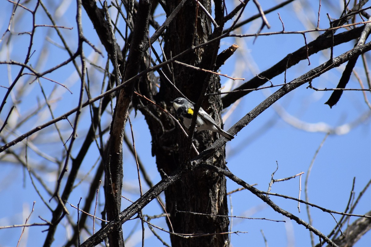 Yellow-rumped Warbler (Myrtle) - ML94212121