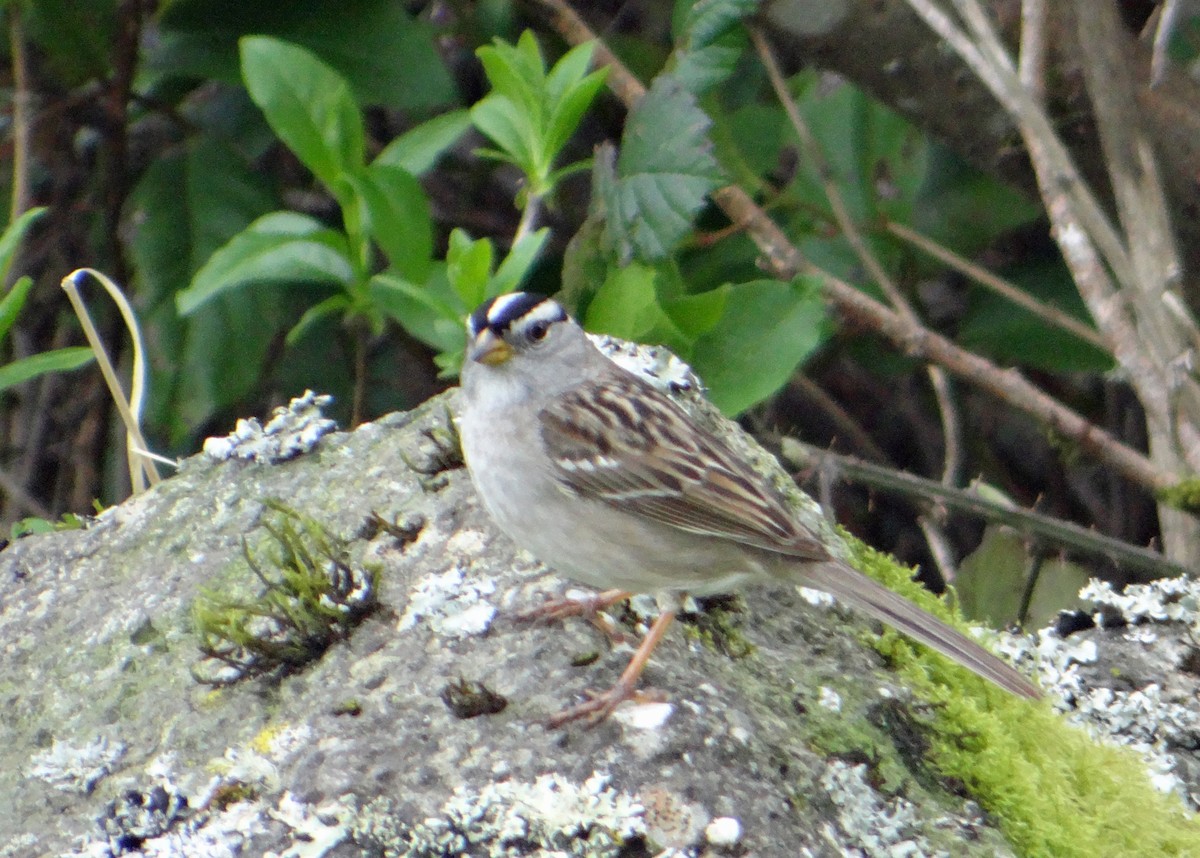 White-crowned Sparrow - kas dumroese