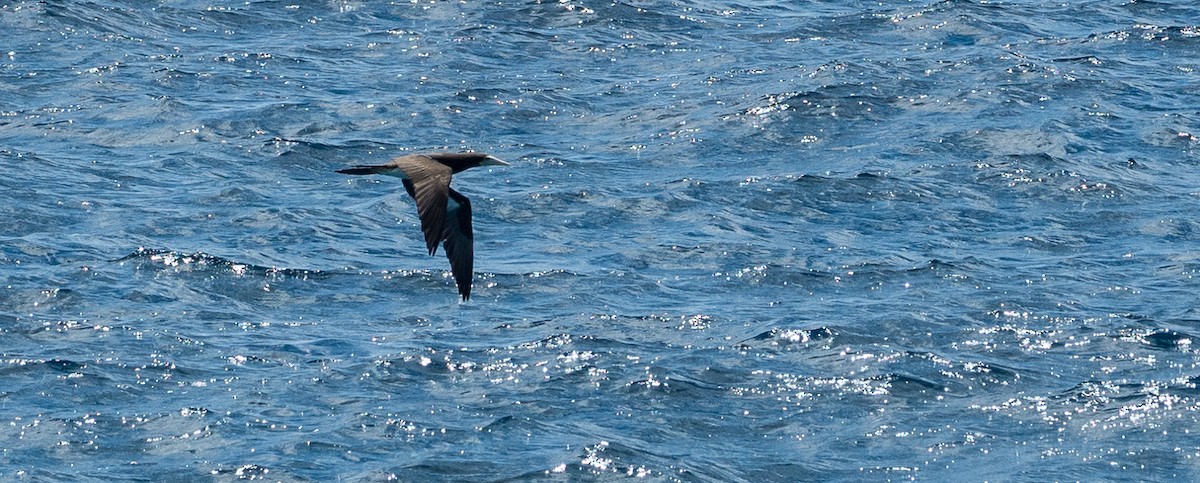 Brown Booby - ML94212311