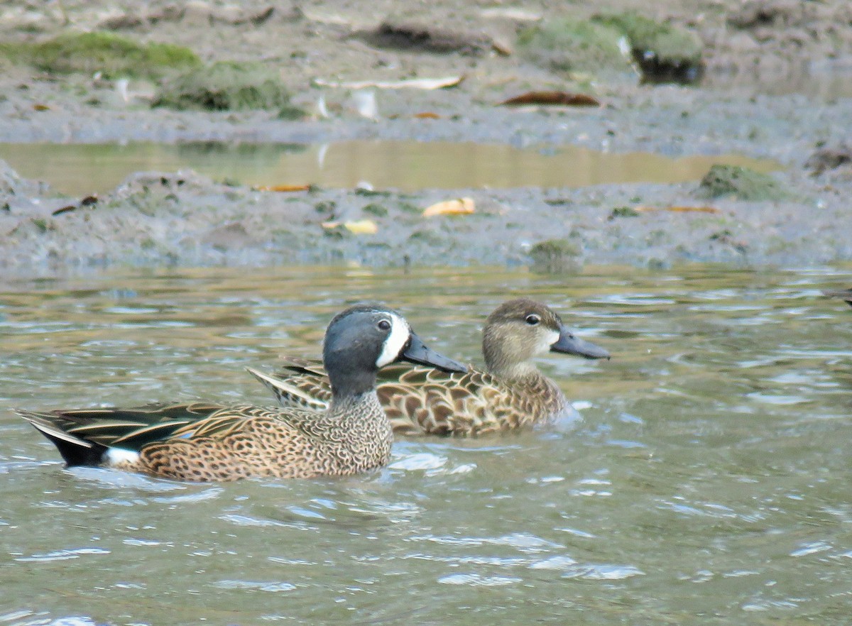 Blue-winged Teal - ML94215021