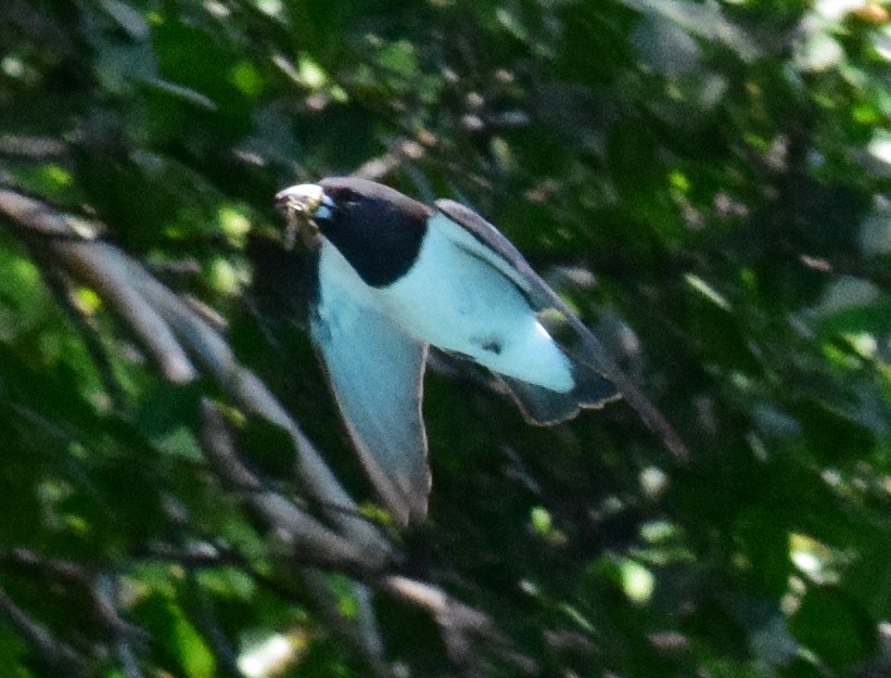 White-breasted Woodswallow - Daisuke Horii