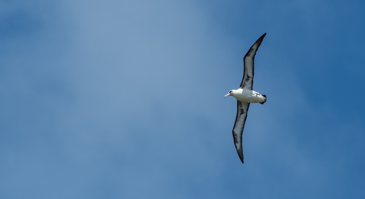 Albatros de Laysan - ML94217441
