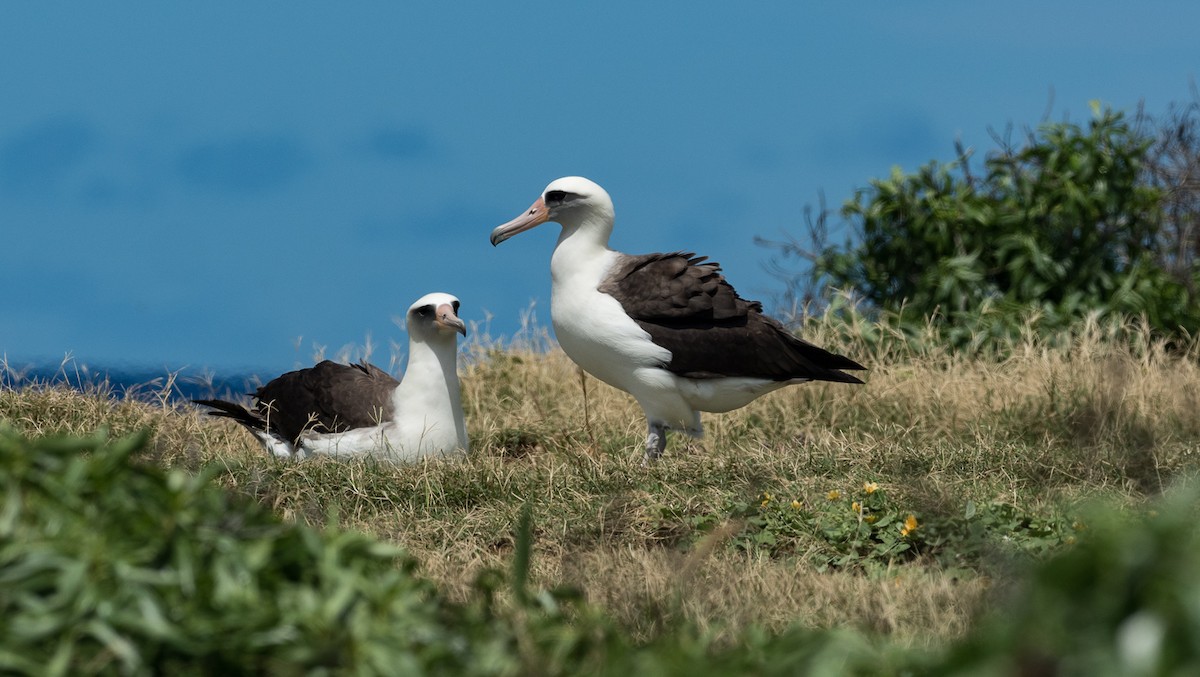 albatros laysanský - ML94217471
