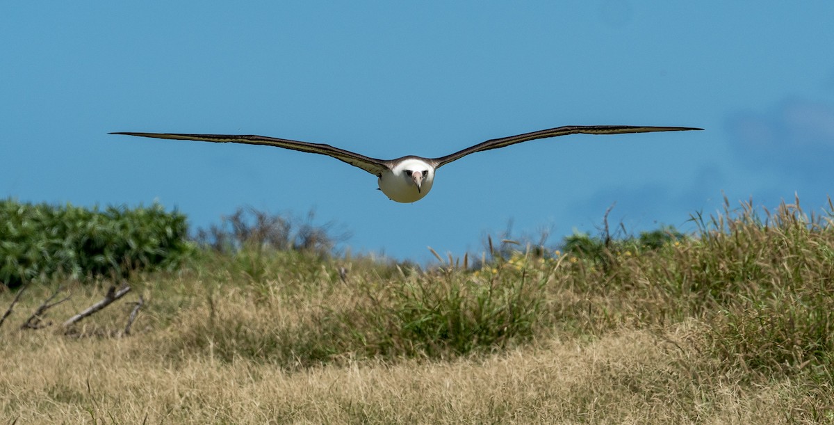 Laysan Albatross - Forest Botial-Jarvis