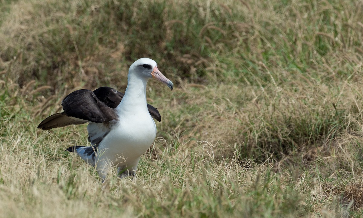 albatros laysanský - ML94217701
