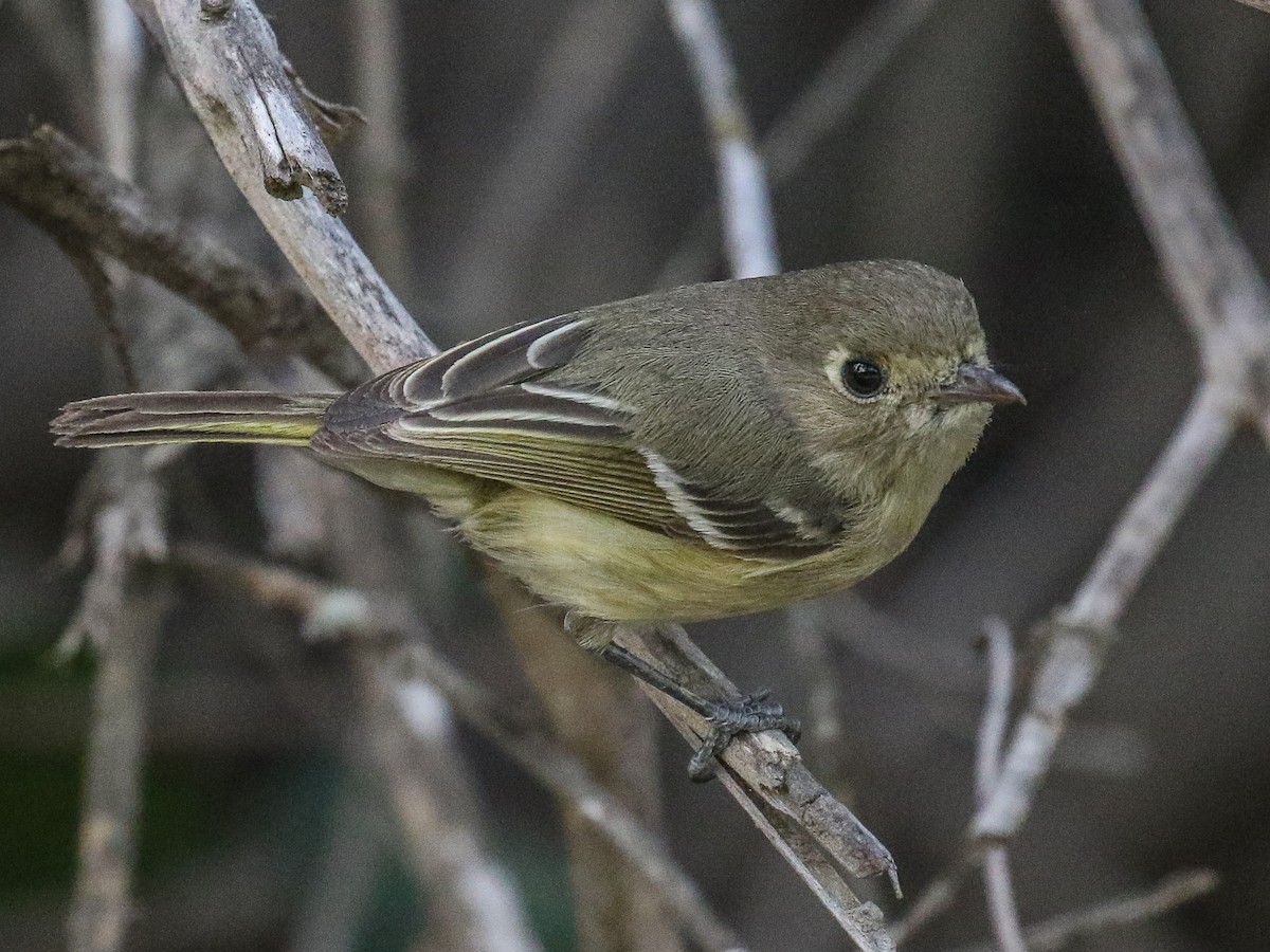 Hutton's Vireo - Bruce Aird