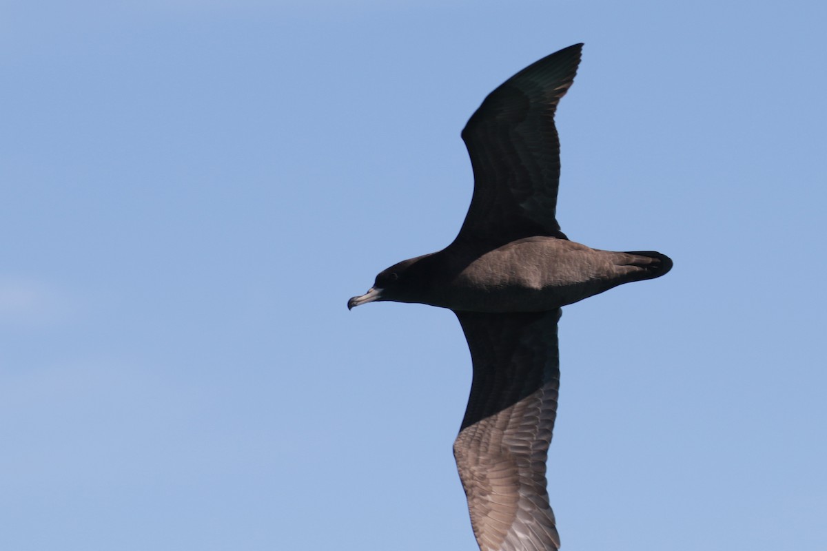 Flesh-footed Shearwater - ML94220801