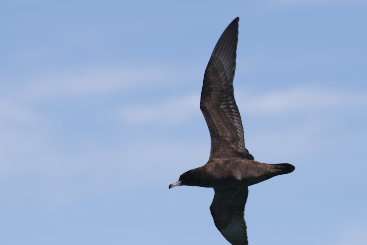 Flesh-footed Shearwater - ML94220811