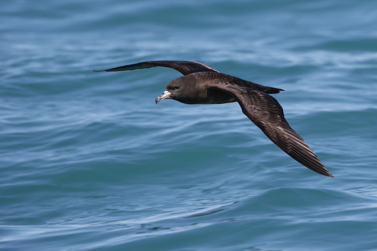 Flesh-footed Shearwater - ML94220881