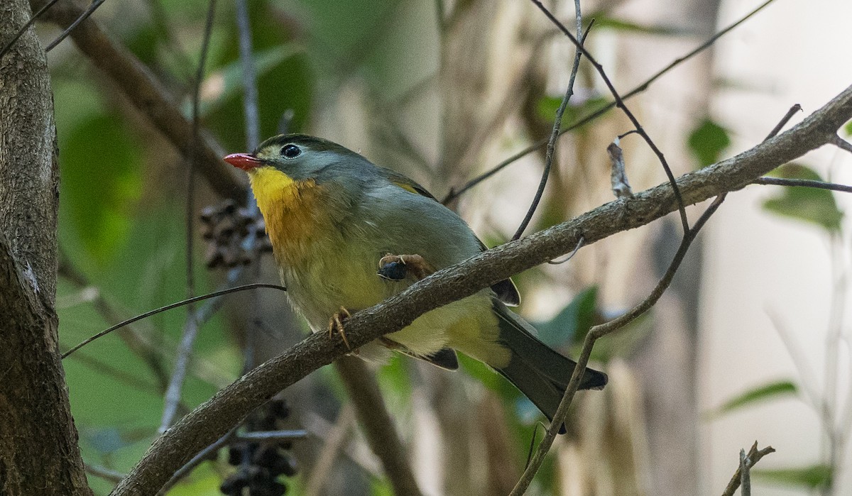 Red-billed Leiothrix - Forest Botial-Jarvis