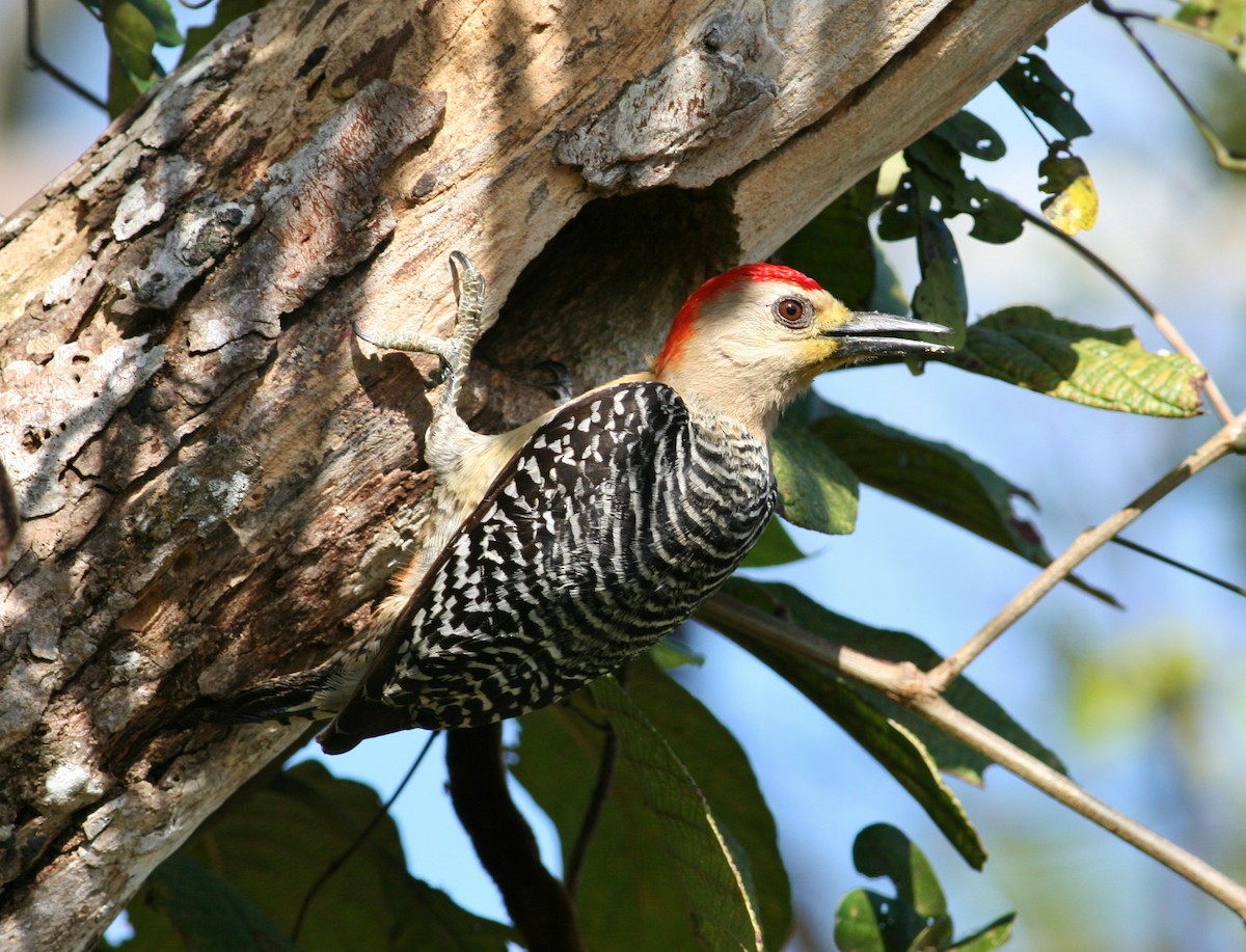 Red-crowned Woodpecker - Tom Benson